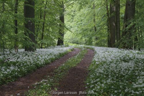 Skåne Vår Sverige  väg bokskog ramslök