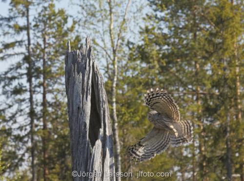 Ural Owl Strix Uralensis Boden Sweden   Owl  Owls