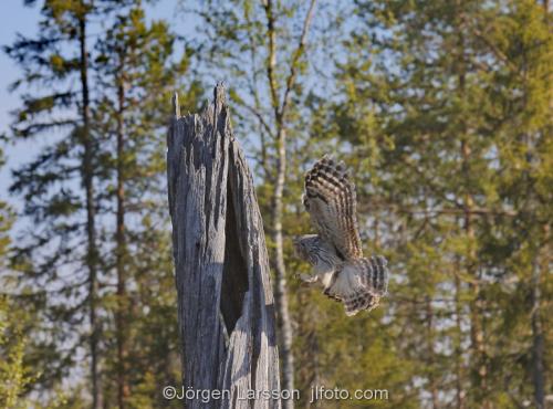 Ural Owl Strix Uralensis Boden Sweden   Owl  Owls