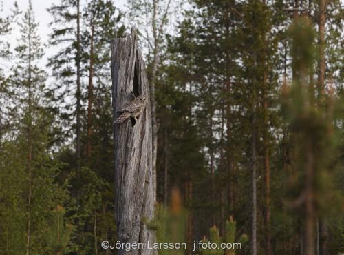 Slaguggla Strix UralensisBoden Västerbotten Uggla Ugglor