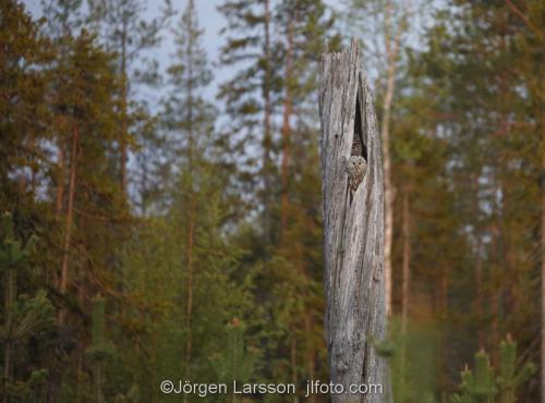 Slaguggla Strix UralensisBoden Västerbotten Uggla Ugglor