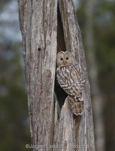 Ural Owl Strix Uralensis Boden Sweden   Owl  Owls