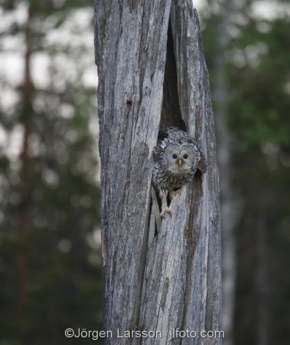 Slaguggla Strix UralensisBoden Västerbotten Uggla Ugglor