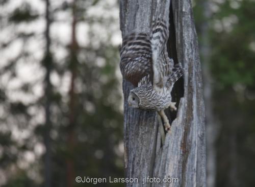 Slaguggla Strix UralensisBoden Västerbotten Lappland  Uggla  Ugglor