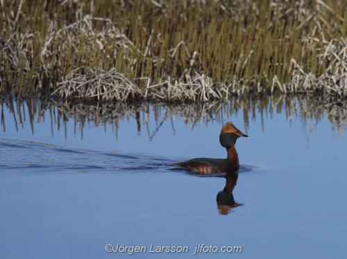 Slavonien Grebe  Podiceps auritus   Sodertalje Sodermanland Sweden