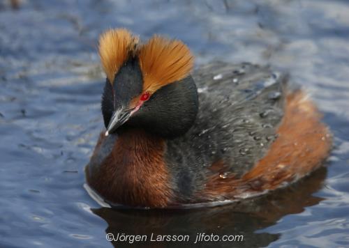 Slavonien Grebe  Podiceps auritus   Sodertalje Sodermanland Sweden