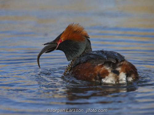 Svarthakedopping Slavonien Grebe  Podiceps auritus  Sodermanland Sweden 