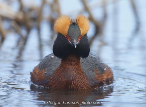 Slavonien Grebe  Podiceps auritus   Sodertalje Sodermanland Sweden