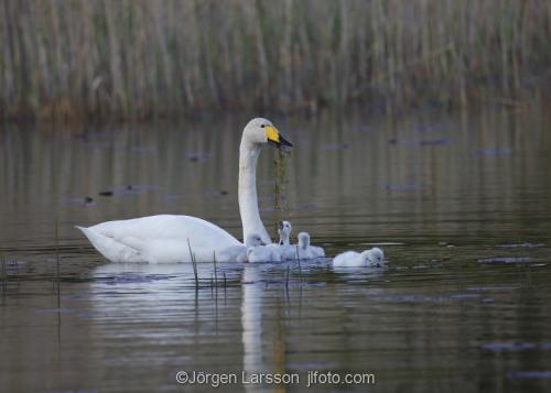 Whooper Swan  Cygnus cygnus   Sodertalje Sodermanland Sweden