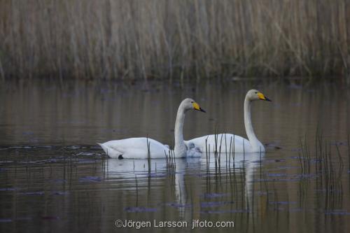 Whooper Swan  Cygnus cygnus   Sodertalje Sodermanland Sweden