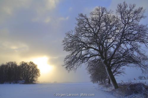 Vinter Ek Ekar Mörkö Södermanland Sverige