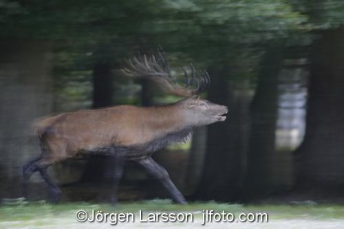 Kronhjort  Cervus elaphus  Jaegersborg Danmark Brunst