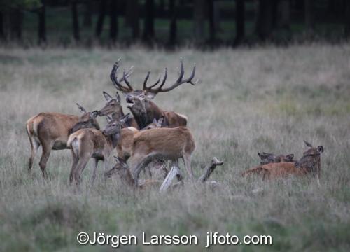 Kronhjort  Cervus elaphus  Jaegersborg Danmark Brunst