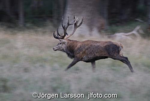 Kronhjort  Cervus elaphus  Jaegersborg Danmark Brunst