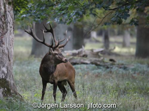 Kronhjort  Cervus elaphus  Jaegersborg Danmark Brunst