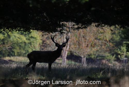 Kronhjort  Cervus elaphus  Jaegersborg Danmark Brunst