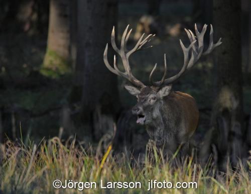 Kronhjort  Cervus elaphus  Jaegersborg Danmark Brunst