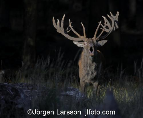 Kronhjort Cervus elaphus  Jaegersborg Danmark Brunst 