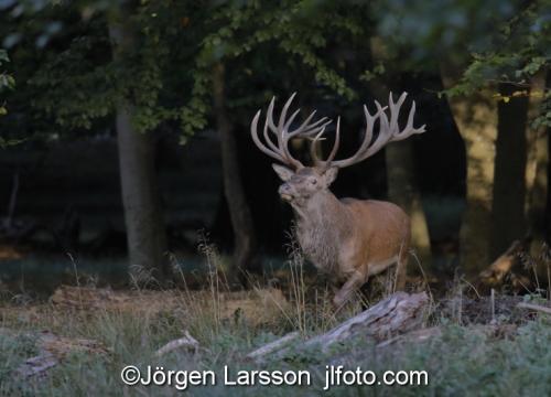 Kronhjort Cervus elaphus  Jaegersborg Danmark Brunst 