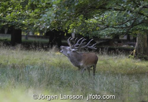 Kronhjort  Cervus elaphus  Jaegersborg Danmark Brunst