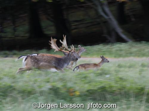 Fallow deer Ruttung Jaegersborg Denmark