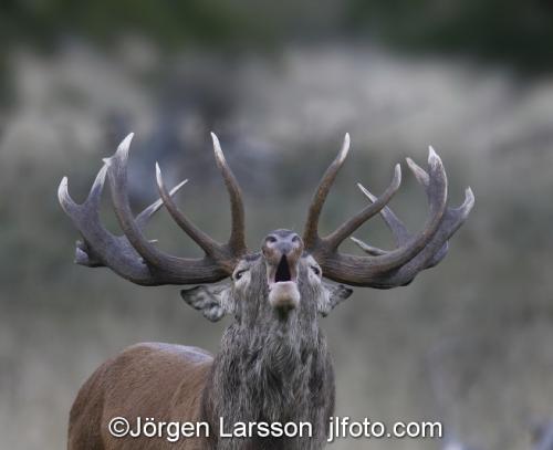 Kronhjort  Cervus elaphus  Jaegersborg Danmark Brunst