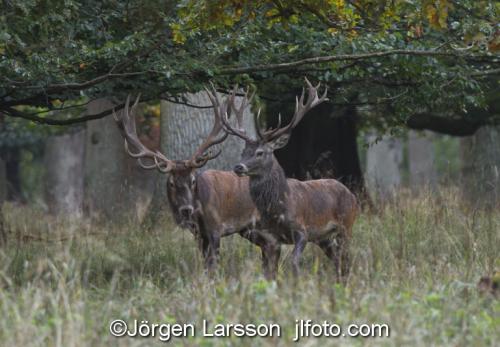 Kronhjort  Cervus elaphus  Jaegersborg Danmark Brunst