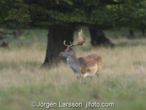 Fallow deer. Dama dama  Jaegersborg Denmark Rutting