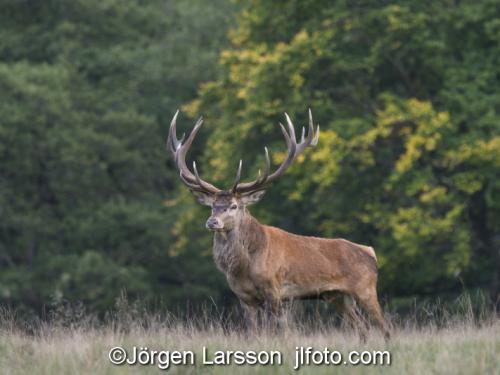 Red Deer Cervus elaphus  Jaegersborg Denmark Rutting