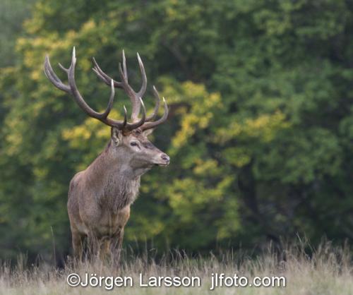 Red Deer Cervus elaphus  Jaegersborg Denmark Rutting 