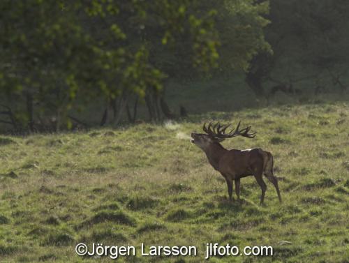 Red Deer Cervus elaphus  Jaegersborg Denmark Rutting