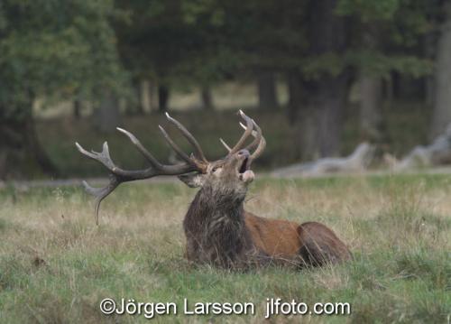 Kronhjort  Cervus elaphus  Jaegersborg Danmark Brunst