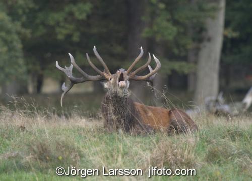 Red Deer Cervus elaphus  Jaegersborg Denmark Rutting