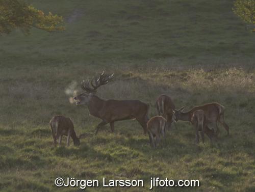 Kronhjort  Cervus elaphus  Jaegersborg Danmark Brunst