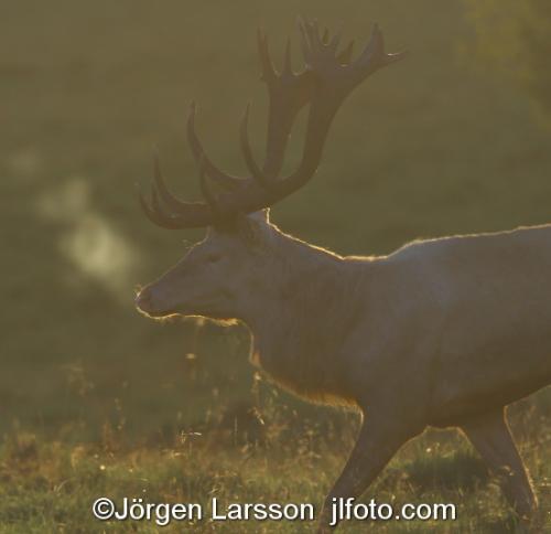 Kronhjort  Cervus elaphus  Jaegersborg Danmark Brunst