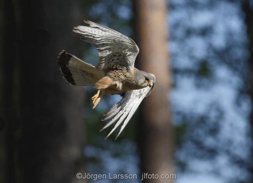 Tornfalk  Kestrel Falco tinnunculusBoden Västerbotten Sverige