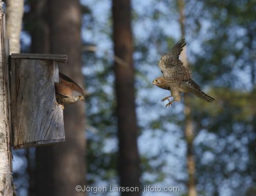 Tornfalk  Kestrel Falco tinnunculusBoden Västerbotten Sverige