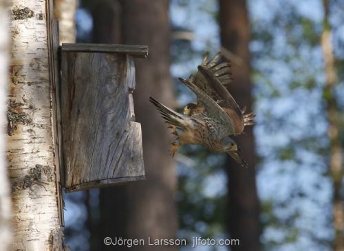 Tornfalk  Kestrel Falco tinnunculusBoden Västerbotten Sverige