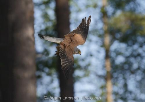 Tornfalk  Kestrel Falco tinnunculusBoden Västerbotten Sverige