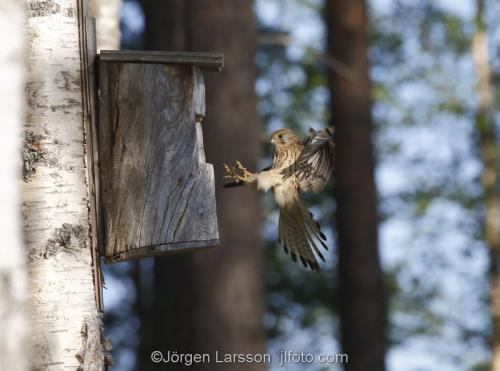 Tornfalk  Kestrel Falco tinnunculusBoden Västerbotten Sverige