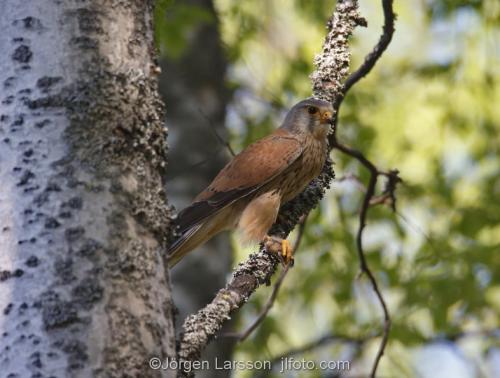 Tornfalk  Kestrel Falco tinnunculusBoden Västerbotten Sverige