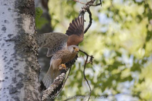 Tornfalk  Kestrel Falco tinnunculusBoden Västerbotten Sverige