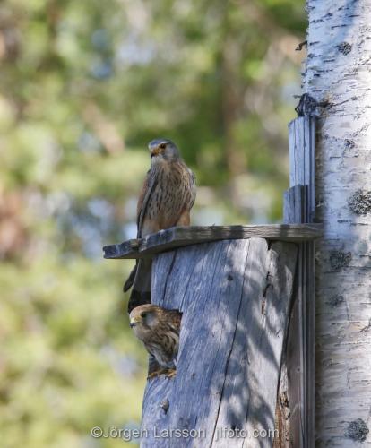 Tornfalk  Kestrel Falco tinnunculusBoden Västerbotten Sverige