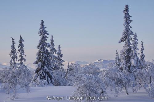 Härjedalen vinter Sverige  Fjäll Vinterskog 