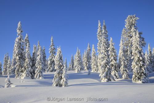 Härjedalen vinter Sverige vinterskog träd 