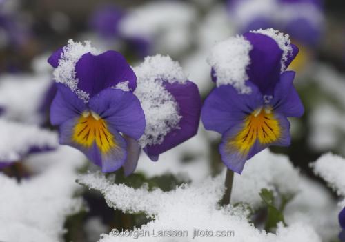 Violer i snö blommor vår Södermanland Sverige