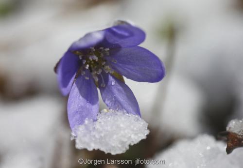 Blåsippa  med snö