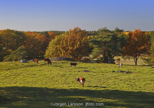 Autumn landscape   at Morko Sodermanland Sweden cattle cows