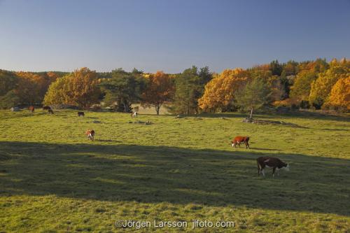 Mörkö Södermanland Sverige åker fält kossor boskap höstlandskap