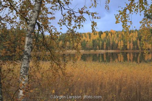 Höstfärger vid Fläten Östergötland Sverige Björk sjö 